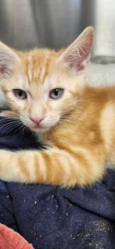 Cool -  Domestic Short Hair Cat for Adoption in Roseville, California - Cool | PetCurious
