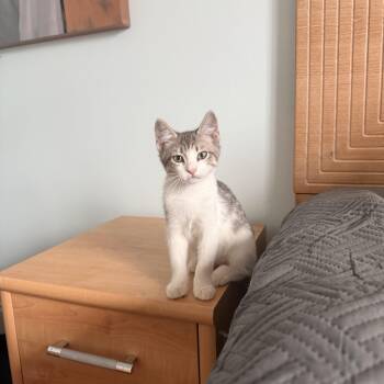 Steve -  Domestic Short Hair Cat for Adoption in Quail Heights, Florida - Steve | PetCurious