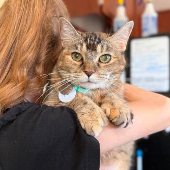 Mattie -  Domestic Short Hair Cat for Adoption in Ramona, California - Mattie | PetCurious