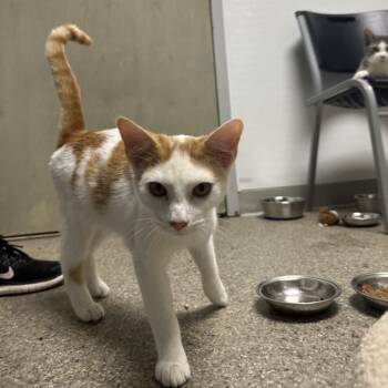 Rescue Domestic Short Hair Cats for Adoption in Blue Ridge, Georgia - Hercules | PetCurious