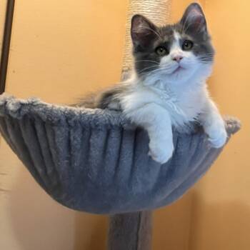 Tundra -  Domestic Long Hair Cat for Adoption in Grand Rapids, Minnesota - Tundra | PetCurious