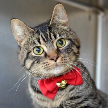 Hades -  Domestic Short Hair and Tabby Cat for Adoption in Sanford, Florida - Hades | PetCurious