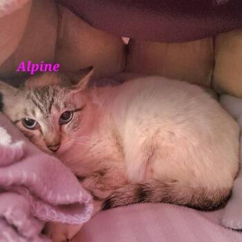 Siamese Cats Available for Adoption in Diamond Springs, California - Alpine | PetCurious