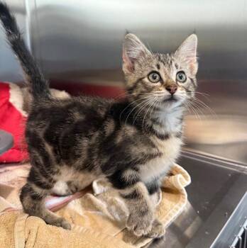 Cade -  Domestic Medium Hair Cat for Adoption in Yankton, South Dakota - Cade | PetCurious