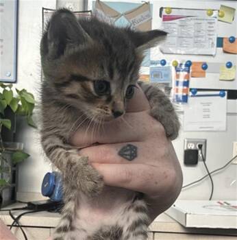 OATS -  Domestic Short Hair Cat for Adoption in Dallas, Texas - OATS | PetCurious