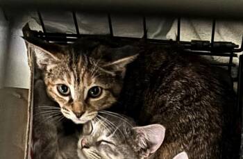 Rescue Domestic Short Hair Cats for Adoption in Virginia Beach, Virginia - Kobe '25 | PetCurious