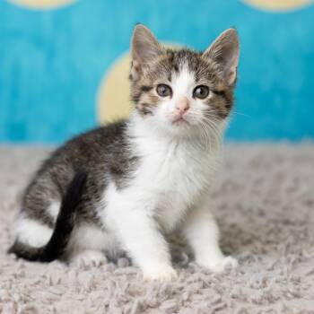 Rescue Domestic Short Hair Cats for Adoption in Saint Paul, Minnesota - Gnat | PetCurious