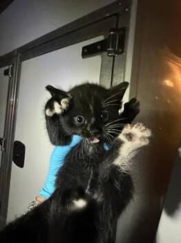 Domestic Short Hair Cats Available for Adoption in San Antonio, Texas - JAN | PetCurious