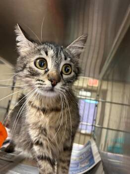 Tabby Cats Available for Adoption in Nacogdoches, Texas - Arachne | PetCurious