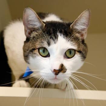 Domestic Short Hair Cats Available for Adoption in Tampa, Florida - Kiko | PetCurious