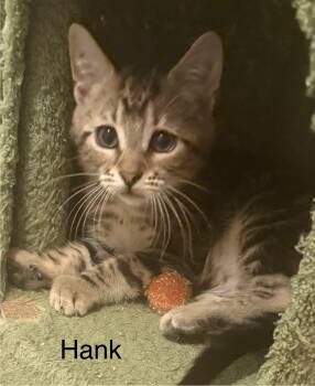 HANK -  Domestic Short Hair and Tabby Cat for Adoption in Maple Valley, Washington - HANK | PetCurious
