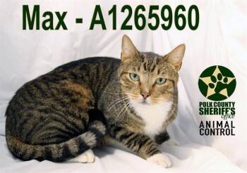 Domestic Short Hair Cats Available for Adoption in Winter Haven, Florida - MAX | PetCurious