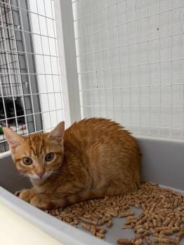 Don Juan -  Domestic Short Hair Cat for Adoption in Brookings, Oregon - Don Juan | PetCurious