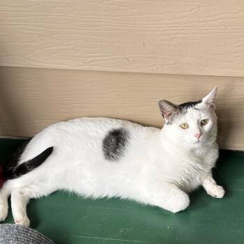 Rescue Domestic Short Hair Cats for Adoption in Johnstown, Pennsylvania - Eddie | PetCurious