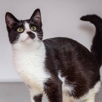 Anna -  Domestic Short Hair Cat for Adoption in Hattiesburg, Mississippi - Anna | PetCurious