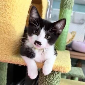 Minerva -  Tuxedo Cat for Adoption in Grand Rapids, Michigan - Minerva | PetCurious