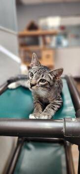 Kitten 28065 (Checkers) -  Tabby Cat for Adoption in Parlier, California - Kitten 28065 (Checkers) | PetCurious