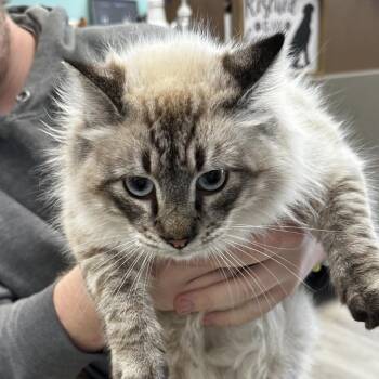 Domestic Medium Hair Cats Available for Adoption in Cleveland, Mississippi - Yeti | PetCurious