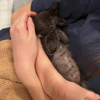 Rescue Domestic Short Hair Cats for Adoption in Elfin Forest, California - Dionysus (pink) | PetCurious