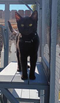 Domestic Short Hair Cats Available for Adoption - Osha | PetCurious