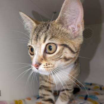 Glenda -  Domestic Short Hair Cat for Adoption in Jeffersonville, Indiana - Glenda | PetCurious