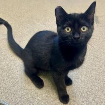 Gable -  Domestic Short Hair Cat for Adoption in East Montpelier, Vermont - Gable | PetCurious