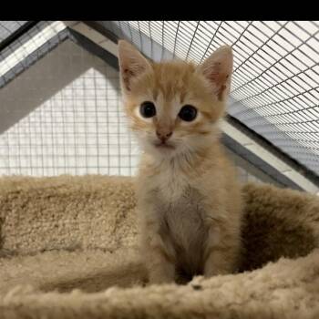 Waylon -  Domestic Short Hair Cat for Adoption - Waylon | PetCurious