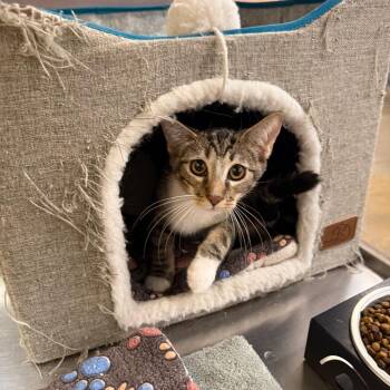 Gary -  Domestic Short Hair Cat for Adoption in Hemet, California - Gary | PetCurious
