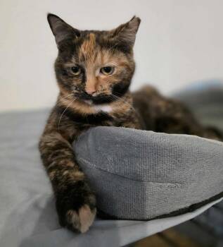 Rescue Domestic Short Hair Cats for Adoption in Terrebonne, Quebec - Martha | PetCurious