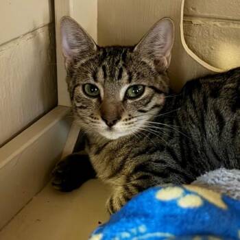 Floppy -  Domestic Short Hair Cat for Adoption in Walnut Creek, California - Floppy | PetCurious
