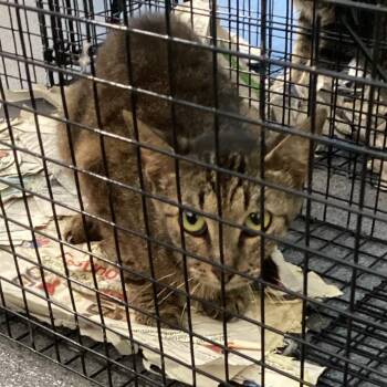 Montgomery Kitty 116 -  Domestic Short Hair Cat for Adoption in Montgomery, Alabama - Montgomery Kitty 116 | PetCurious