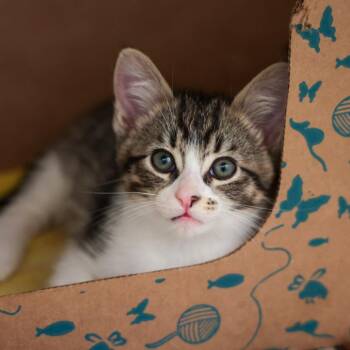 Chameleon -  Domestic Short Hair Cat for Adoption in Goleta, California - Chameleon | PetCurious