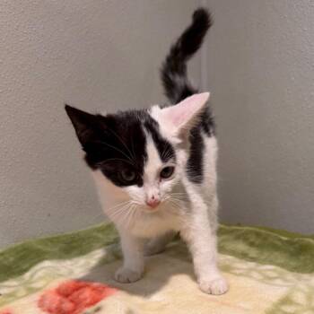 IVHS-Stray-144542 -  Domestic Short Hair Cat for Adoption in San Gabriel, California - IVHS-Stray-144542 | PetCurious