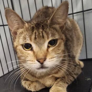 Rescue Domestic Short Hair Cats for Adoption in Oneonta, New York - Fiona | PetCurious
