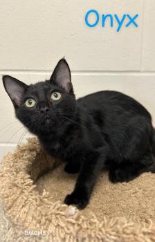 Onyx -  Domestic Short Hair Cat for Adoption in Burlington, Iowa - Onyx | PetCurious