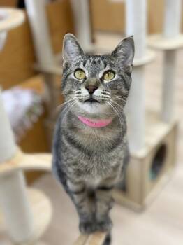 Diana -  Domestic Short Hair Cat for Adoption in Medina, Ohio - Diana | PetCurious