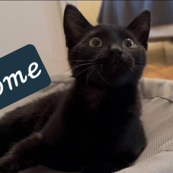 Rome -  Domestic Short Hair Cat for Adoption in Bentonville, Arkansas - Rome | PetCurious