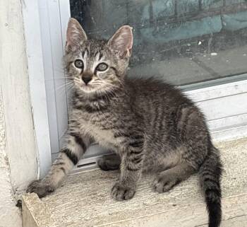Lincoln -  Domestic Short Hair Cat for Adoption in Oviedo, Florida - Lincoln | PetCurious