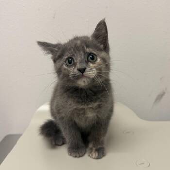 Peach -  Domestic Short Hair Cat for Adoption in Edinburg, Texas - Peach | PetCurious