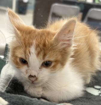 Rescue Domestic Short Hair Cats for Adoption in Milpitas, California - Karter | PetCurious
