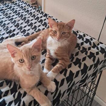Mr. Nismo -  Domestic Short Hair Cat for Adoption in Washougal, Washington - Mr. Nismo | PetCurious