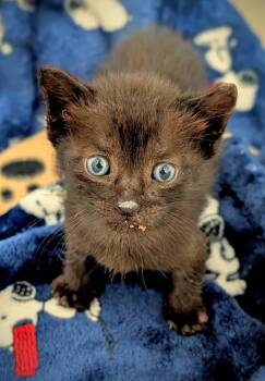 JACE -  Domestic Short Hair Cat for Adoption in Fort Lauderdale, Florida - JACE | PetCurious