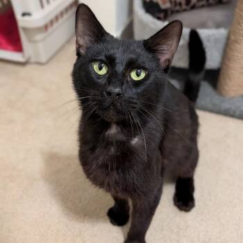 Billy -  Domestic Short Hair Cat for Adoption in Spokane, Washington - Billy | PetCurious