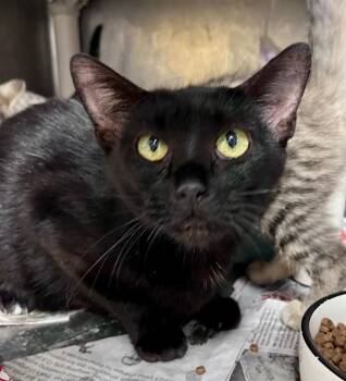 Twilight Sparkle -  Domestic Short Hair Cat for Adoption in Cincinnati, Ohio - Twilight Sparkle | PetCurious