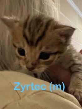 Domestic Short Hair Cats Available for Adoption in New Bern, North Carolina - ZYRTEC Kitten (m) | PetCurious