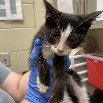 Baileywick -  Domestic Short Hair Cat for Adoption in Columbus, Georgia - Baileywick | PetCurious