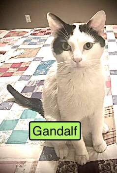 Domestic Short Hair Cats Available for Adoption - Gandalf | PetCurious