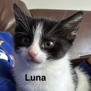 Rescue Domestic Short Hair Cats for Adoption in Bel Air, Maryland - Luna | PetCurious