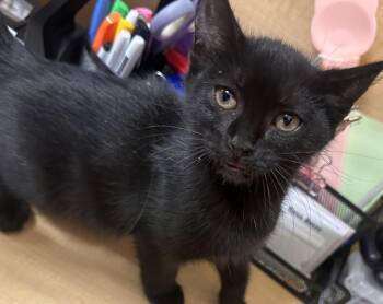 MoonBeam -  Domestic Short Hair Cat for Adoption in Virginia Beach, Virginia - MoonBeam | PetCurious