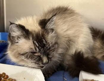 Rescue Domestic Medium Hair Cats for Adoption in Annapolis, Maryland - Agnes | PetCurious